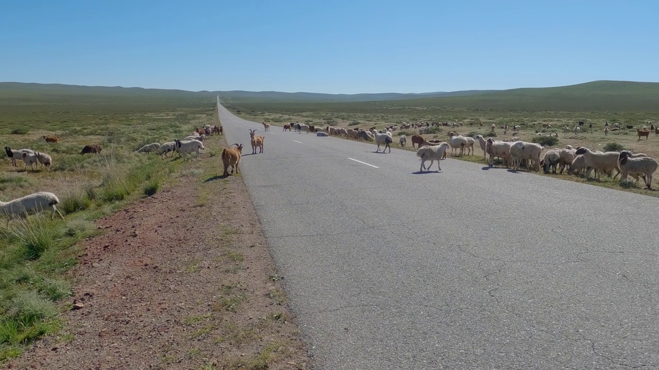 一群羊在公路边吃草。在一个阳光明媚的日子里，蒙古大草原上的动物群。视频素材