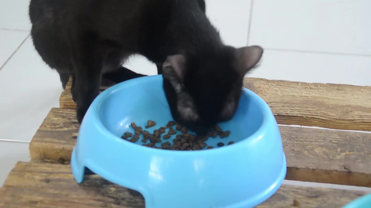 黑猫吃食物的猫在一个蓝色的碗。可爱的家养动物。视频素材