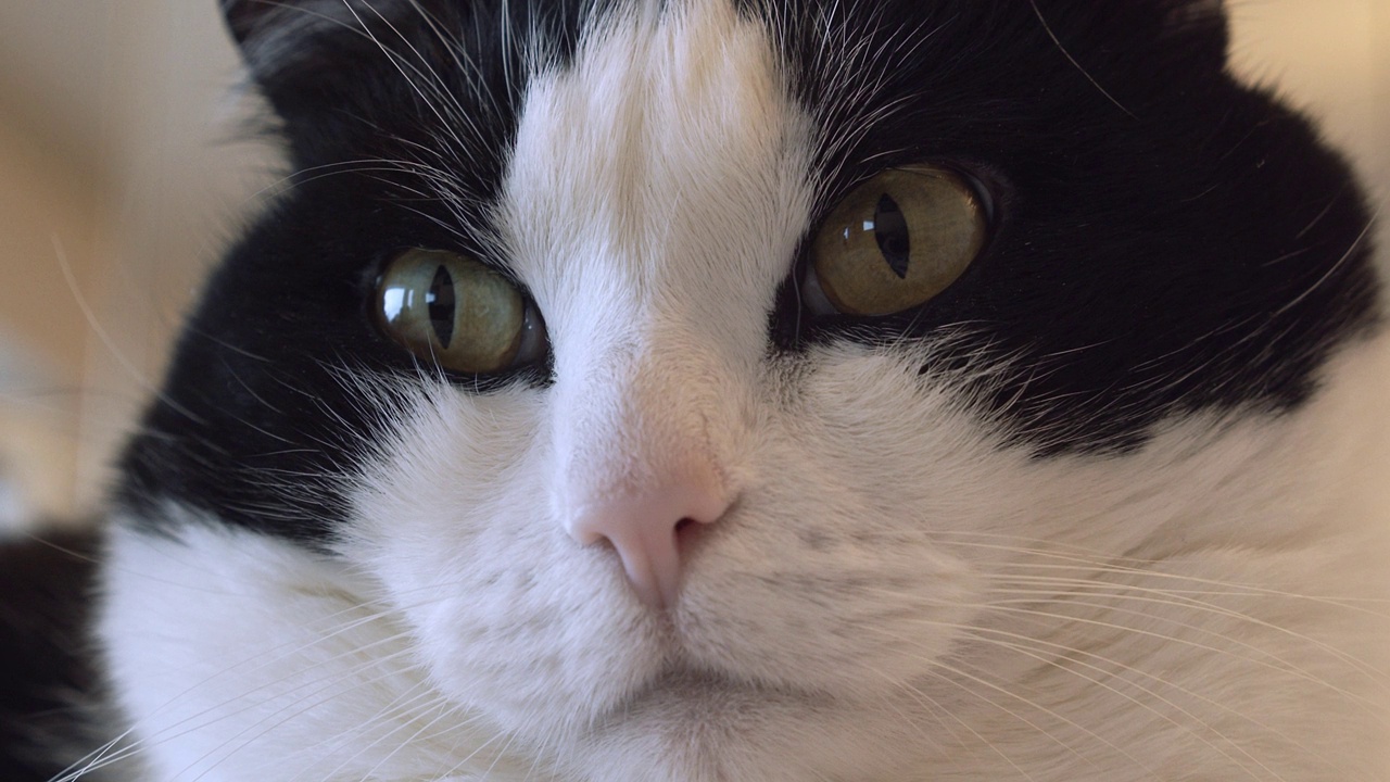 家双色猫(燕尾服猫)，明亮的绿色大眼睛看着窗户在房子里视频下载