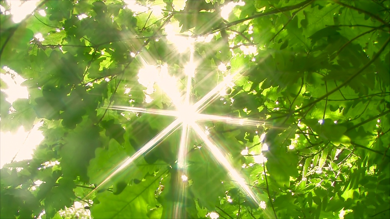 阳光灿烂的绿色森林视频下载