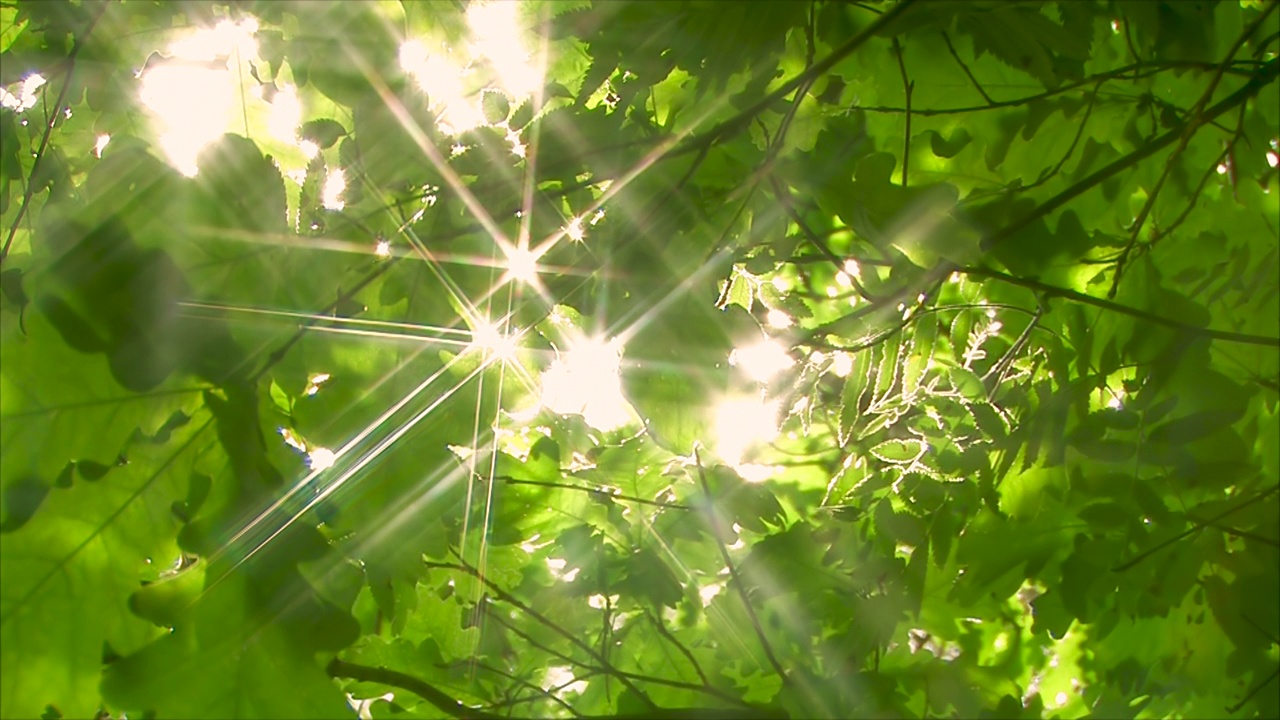 阳光灿烂的绿色森林视频下载