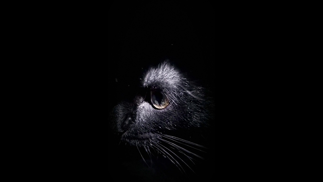 一只黄眼睛的黑猫平稳地从黑暗中出现，消失在黑暗中。选择性聚焦，模糊视频下载