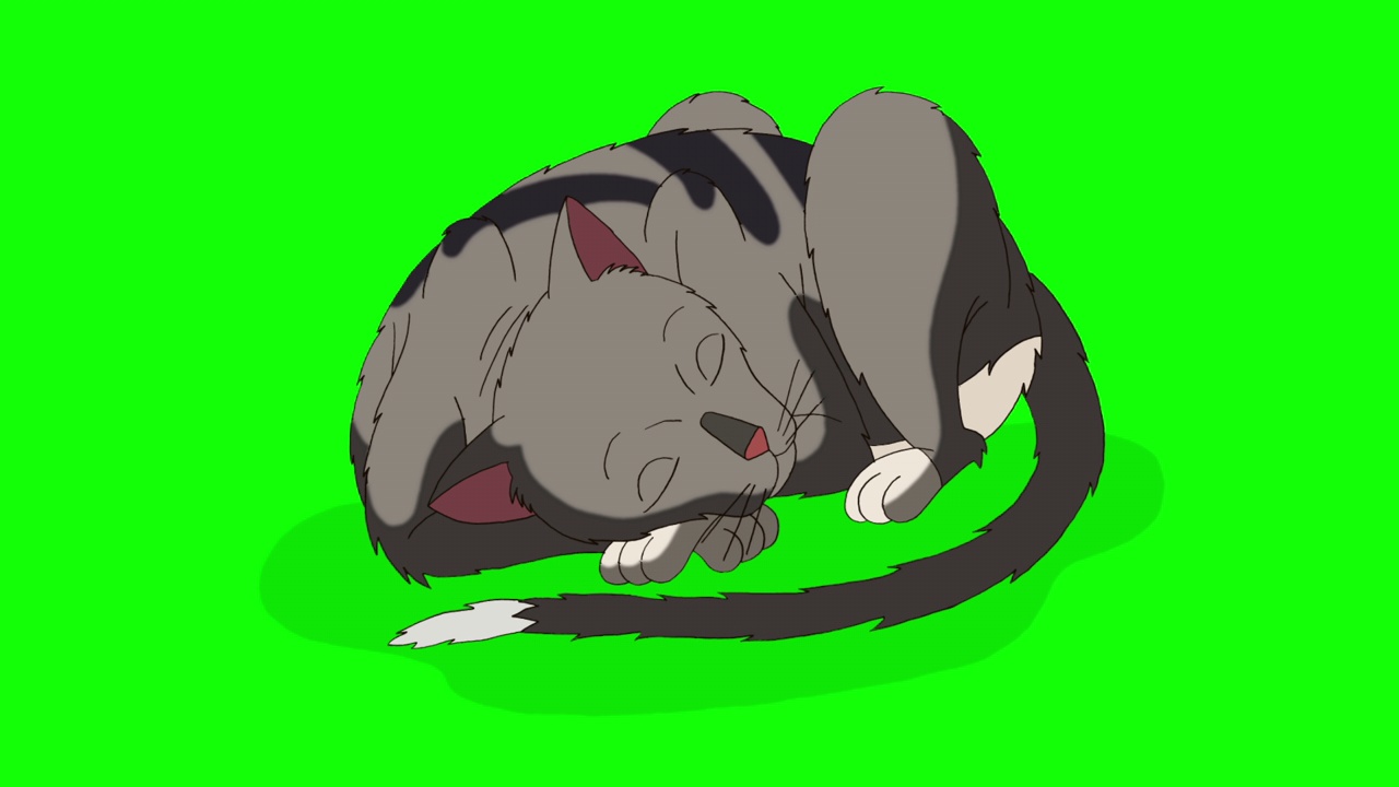 灰色斑猫睡眠色度键高清视频下载