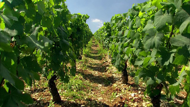法国的葡萄园，葡萄藤上长着一排排的葡萄视频下载