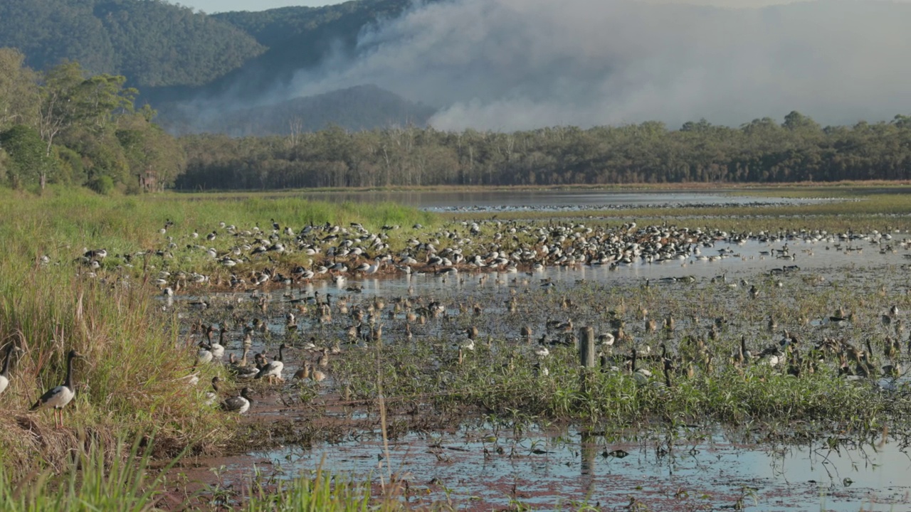 一群喜鹊鹅和长着羽毛的吹口哨的鸭子视频下载