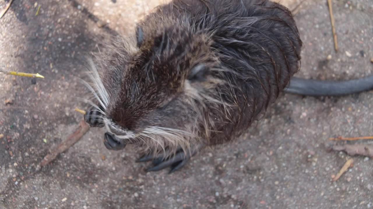 湿漉漉的海狸鼠正在吃灌木或树的嫩树皮。野生自然。海狸鼠、水獭或海狸的自然栖息地视频素材