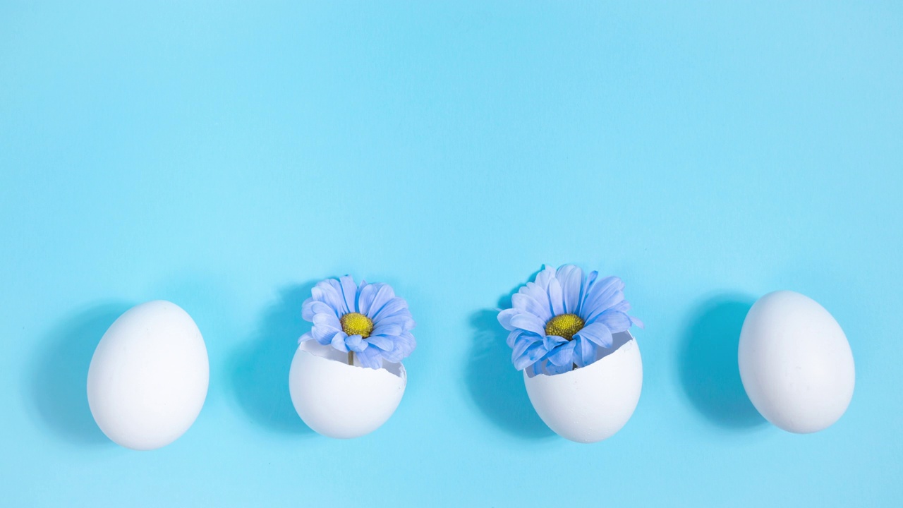 一排白鸡蛋。从两个破碎的鸡蛋，蓝菊花 аppear。创意理念诞生了美丽、新颖。视频下载