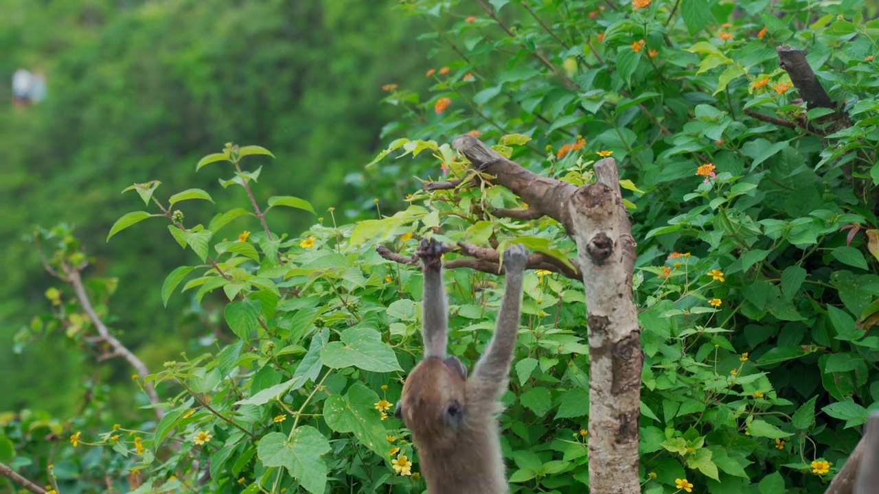 猴子在树枝上旋转，巴厘岛，努萨佩尼达视频下载