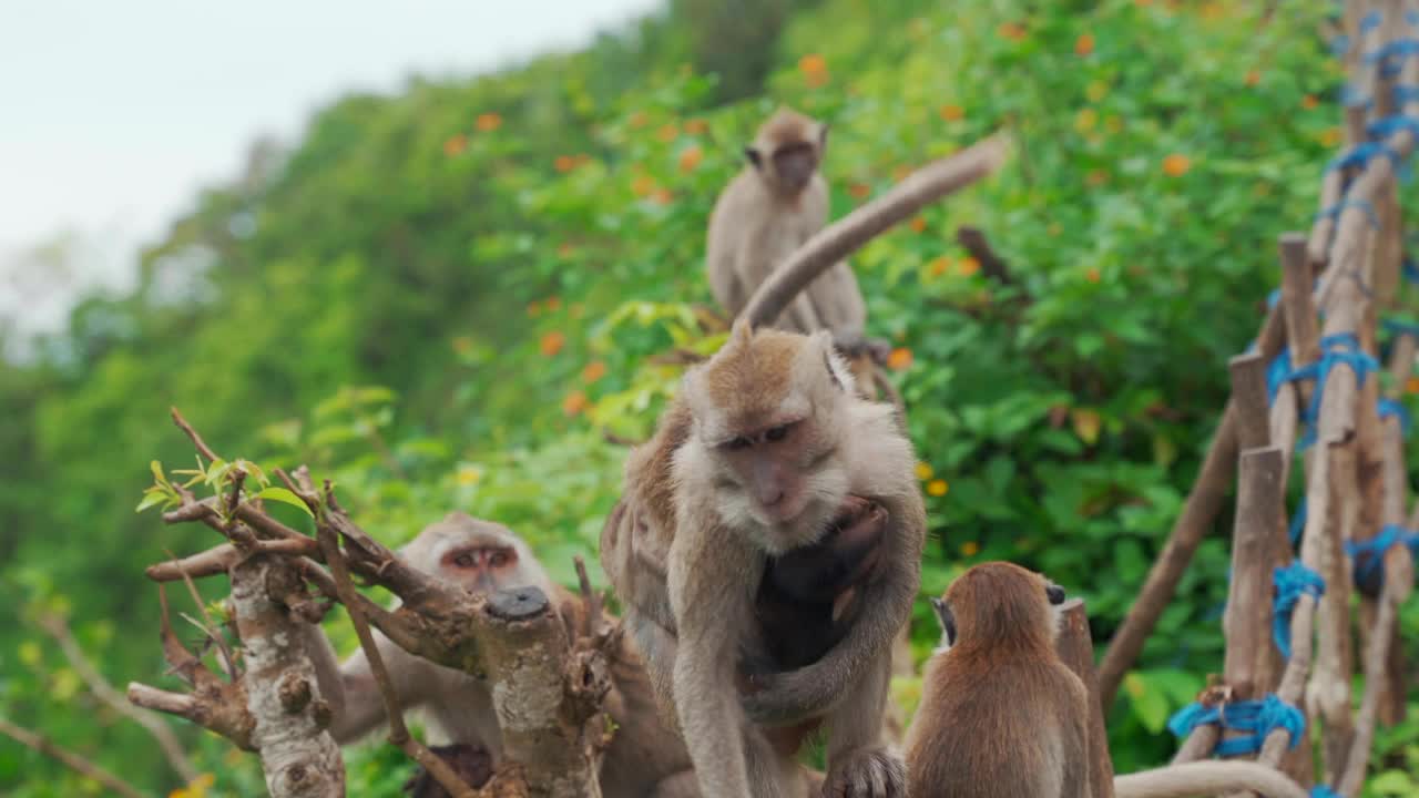 猴子妈妈带着一个小孩在灌木丛里跳视频下载