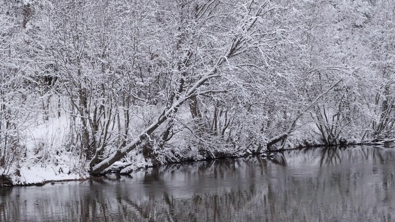 冬天的森林河视频下载