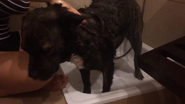 黑狗在洗澡视频素材