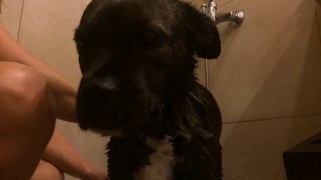 黑狗在洗澡视频下载