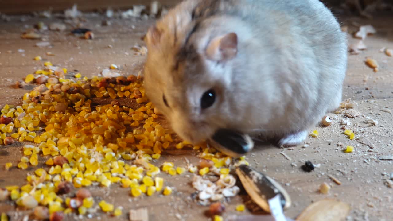 一只吃玉米的仓鼠视频素材