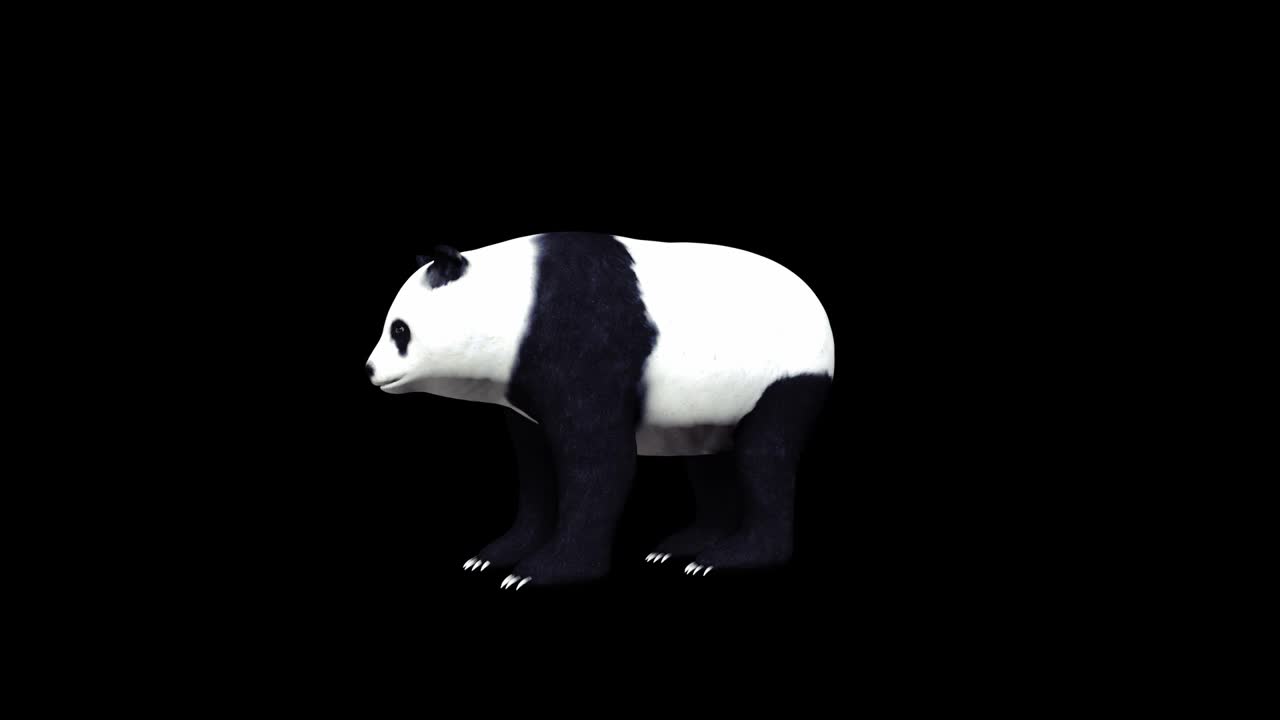 熊猫侧视图视频下载