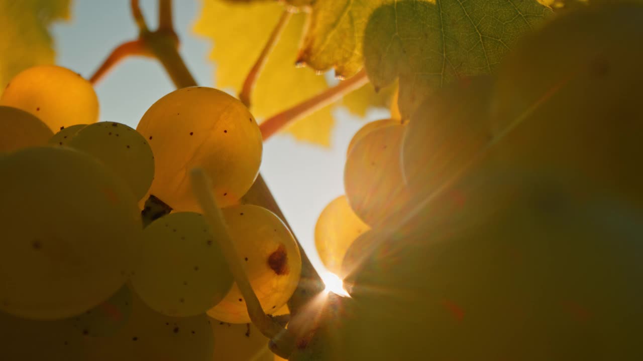阳光照耀着葡萄园里的白葡萄视频下载
