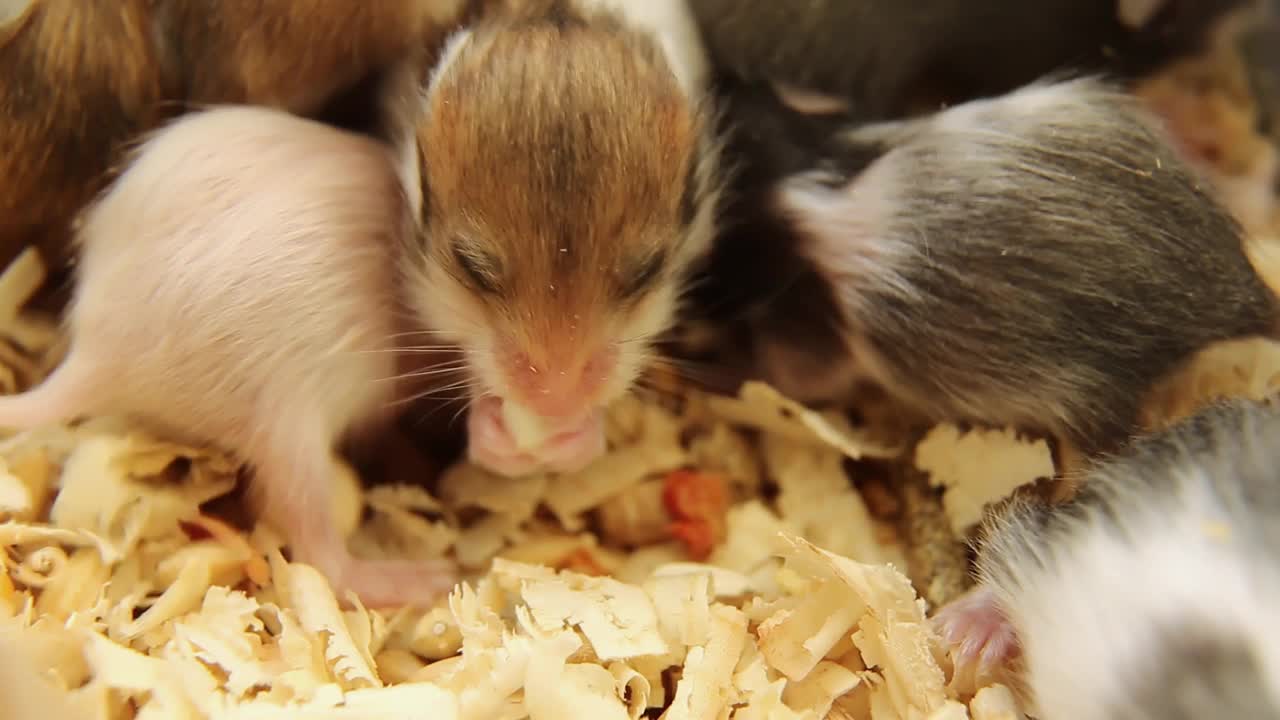 可爱的仓鼠一家在吃谷物视频素材