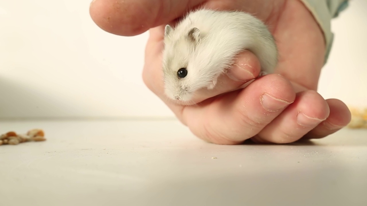 手掌里可爱可爱的仓鼠，它从一个手指跳到另一个手指视频素材