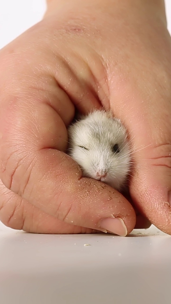 一只可爱的仓鼠依偎在主人的手掌里，唤起了温暖的时刻视频素材