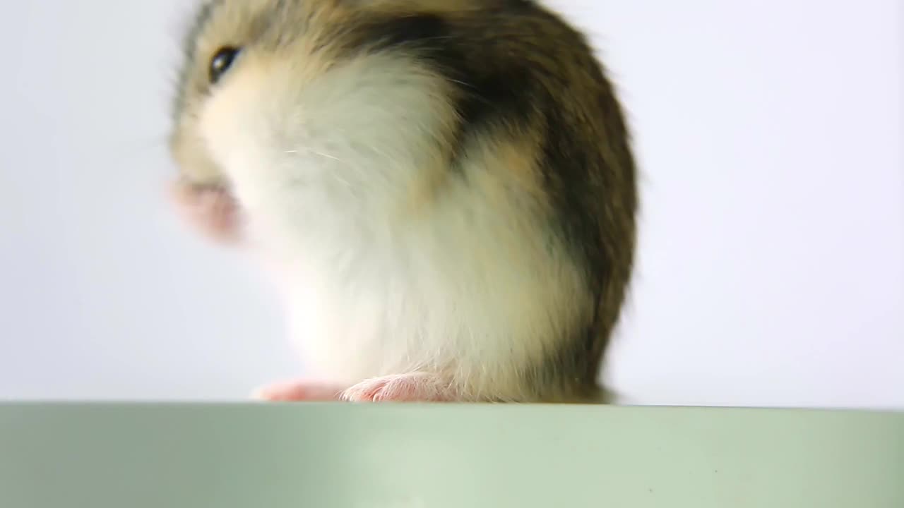 可爱的仓鼠正在洗澡。准保加利亚仓鼠在家洗澡视频素材