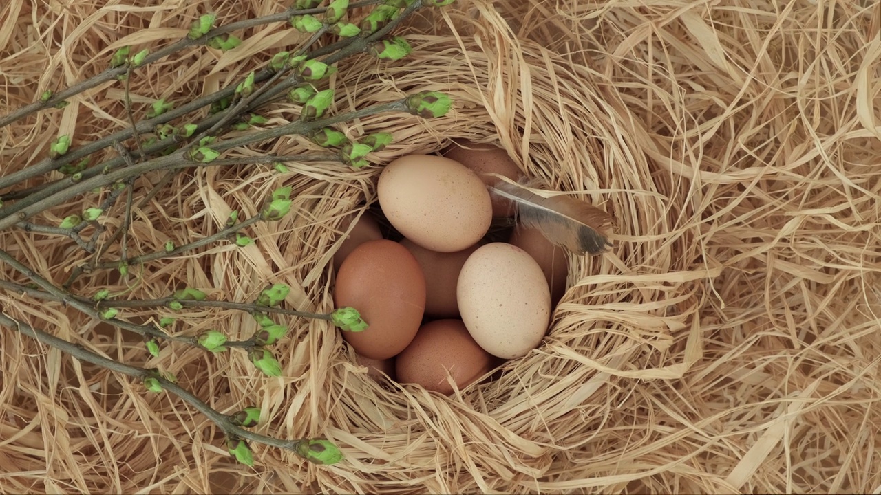 鸡蛋，带绿叶的小树枝和干草上的羽毛。复活节假期概念视频下载