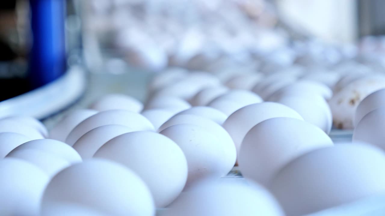 鸡蛋生产线，分拣。特写镜头。视频下载