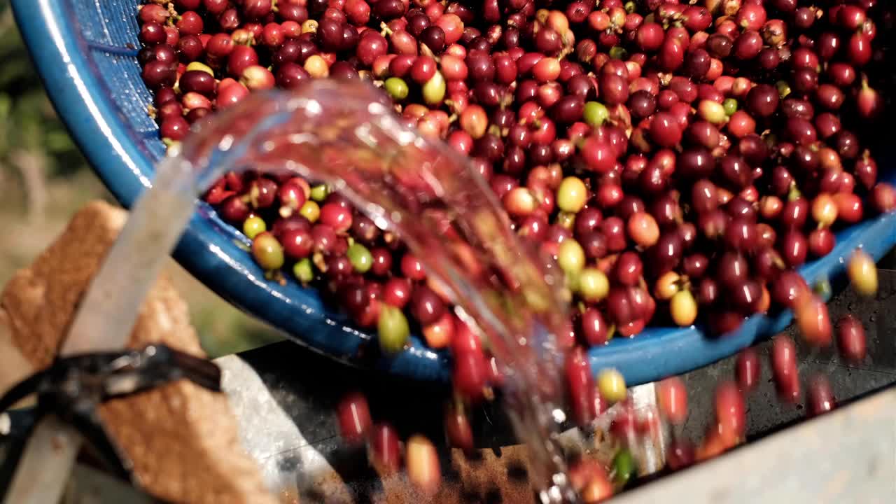 咖啡洗樱桃加工，咖啡豆脱皮机用水，鲜咖啡豆碾磨，湿法咖啡豆加工。视频下载
