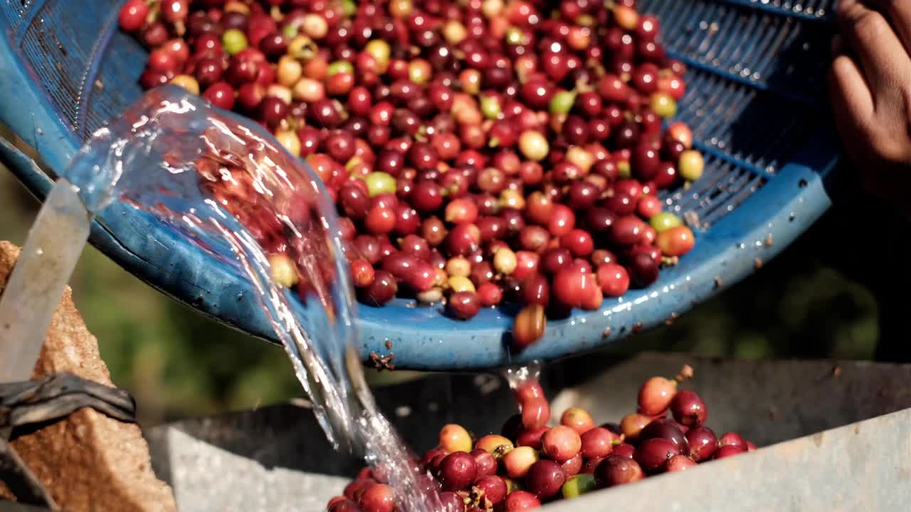 咖啡洗樱桃加工，咖啡豆脱皮机用水，鲜咖啡豆碾磨，湿法咖啡豆加工。视频下载