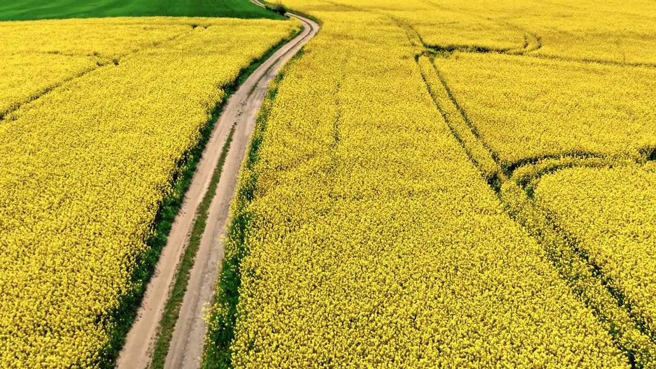 波兰的乡村道路和盛开的油菜田。视频素材