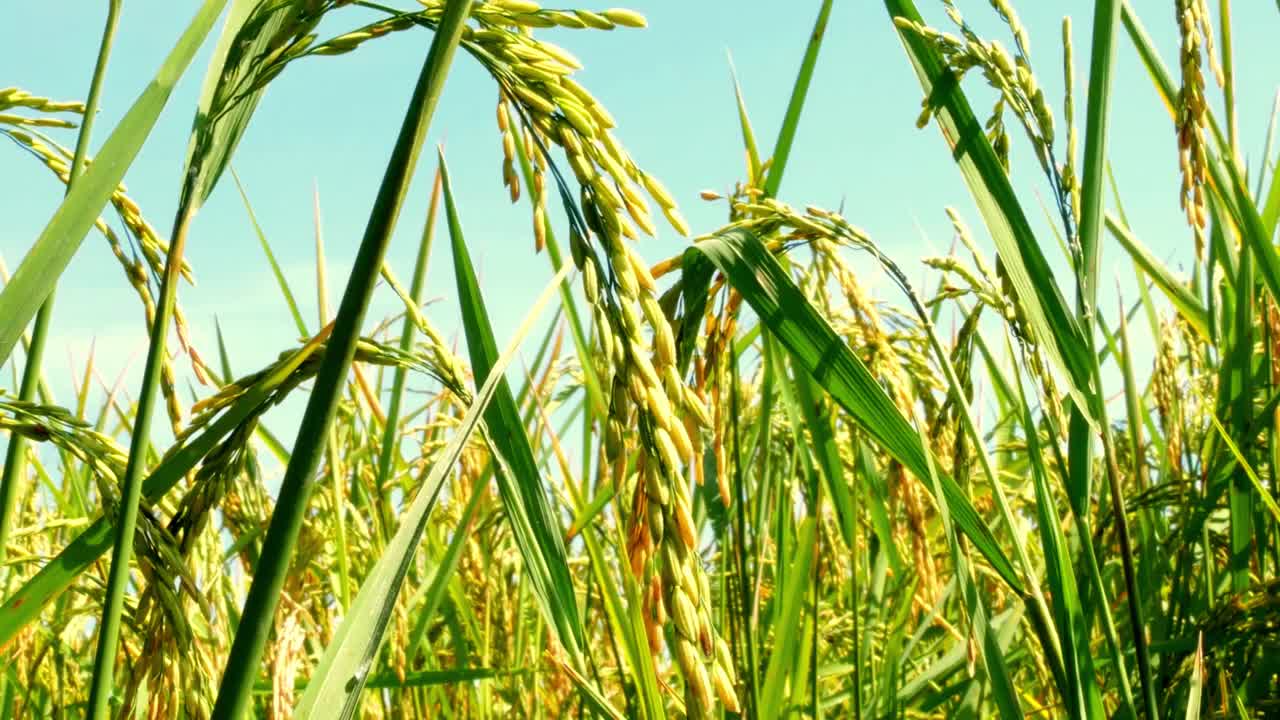 稻田，田里的水稻。视频下载