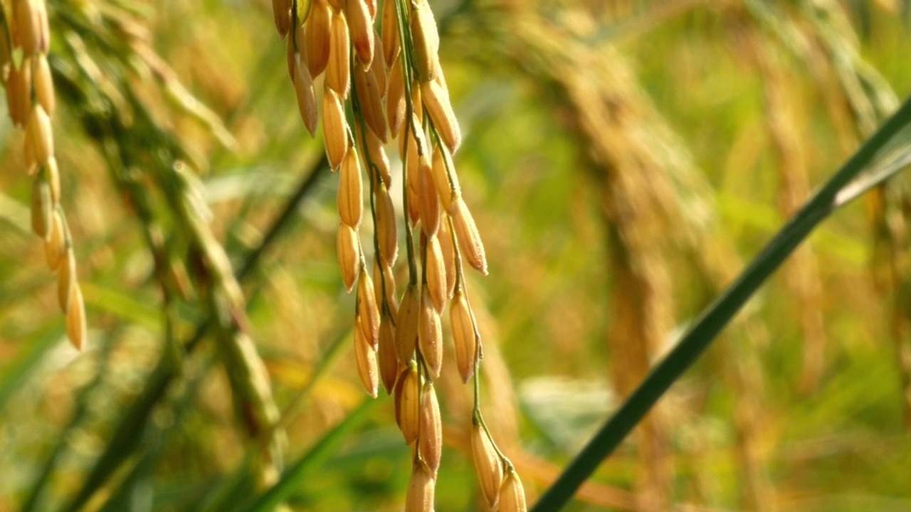 稻田，田里的水稻。视频下载