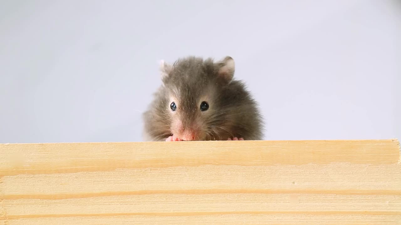 一只灰色的仓鼠盯着一块木头，爬了过去。视频素材