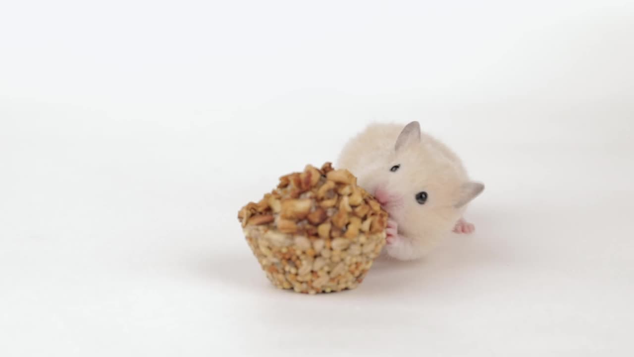 一只棕色的小仓鼠在明亮的背景下吃谷物视频素材