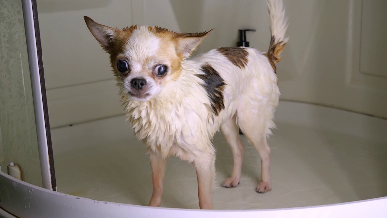 吉娃娃狗洗澡、游泳后抖掉水。超慢动作180 FPS视频素材