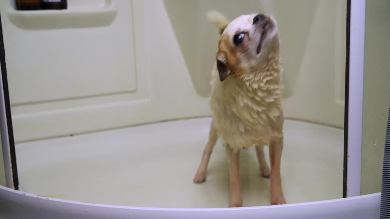 吉娃娃狗洗澡、游泳后抖掉水。超慢动作150帧/秒视频素材