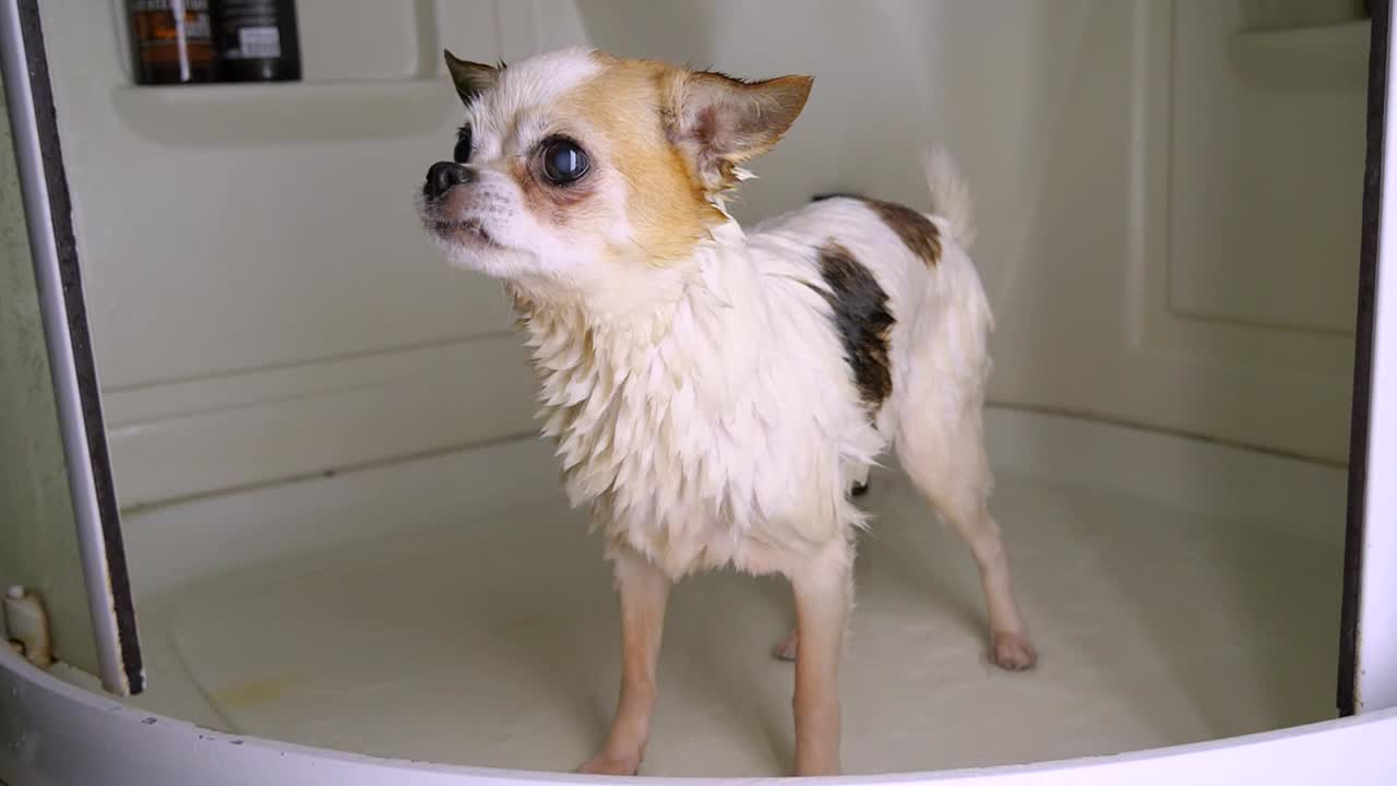 小湿狗吉娃娃洗澡后在浴缸里瑟瑟发抖，冷得发抖视频素材