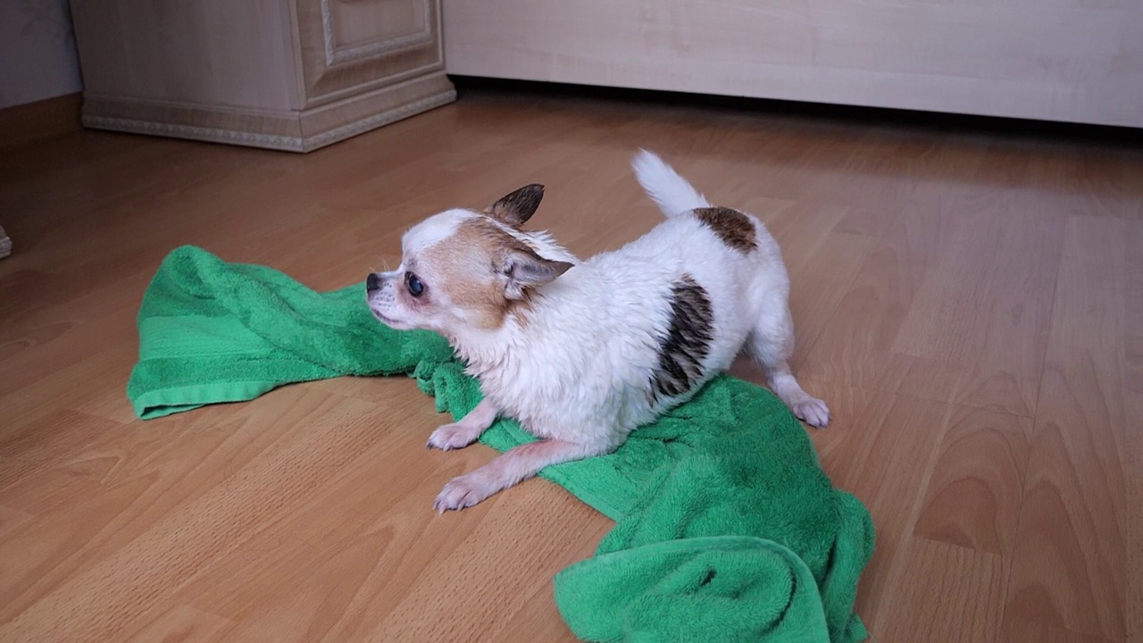 白色吉娃娃狗在洗澡、游泳后用毛巾抖掉水。超慢动作150帧/秒视频素材
