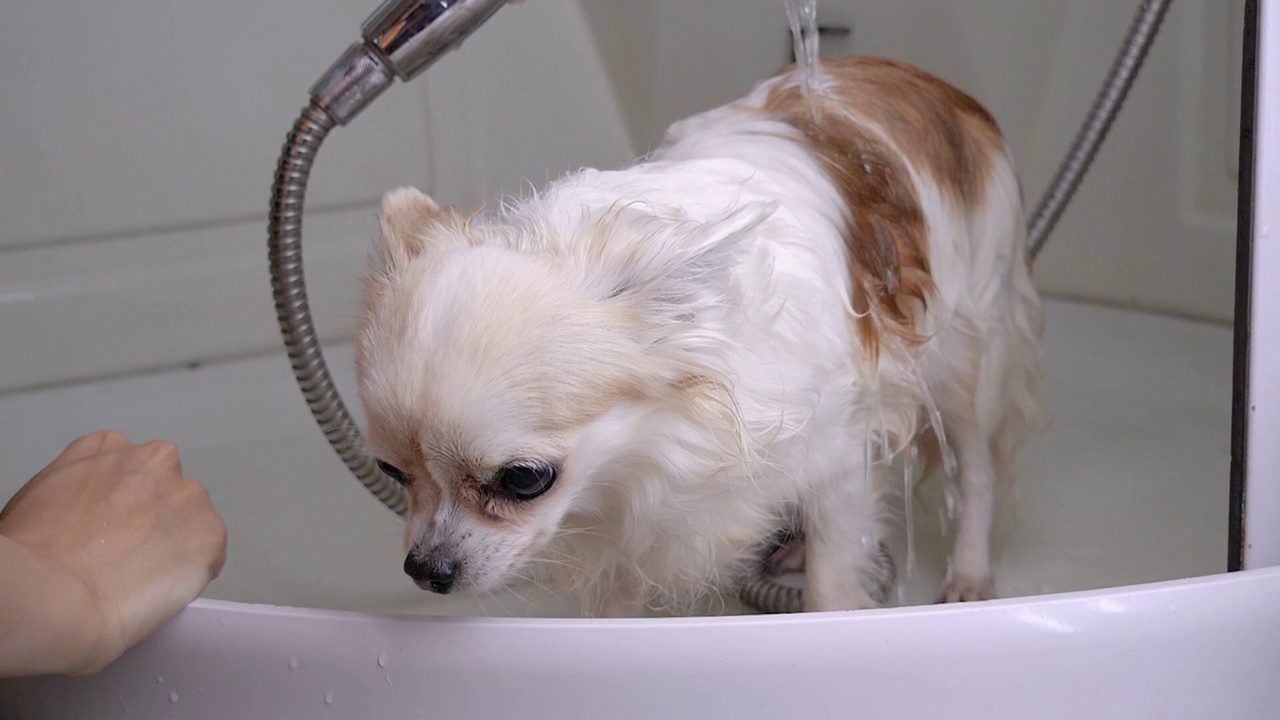 吉娃娃狗散步后在浴室里用淋浴喷头给水浇水视频素材