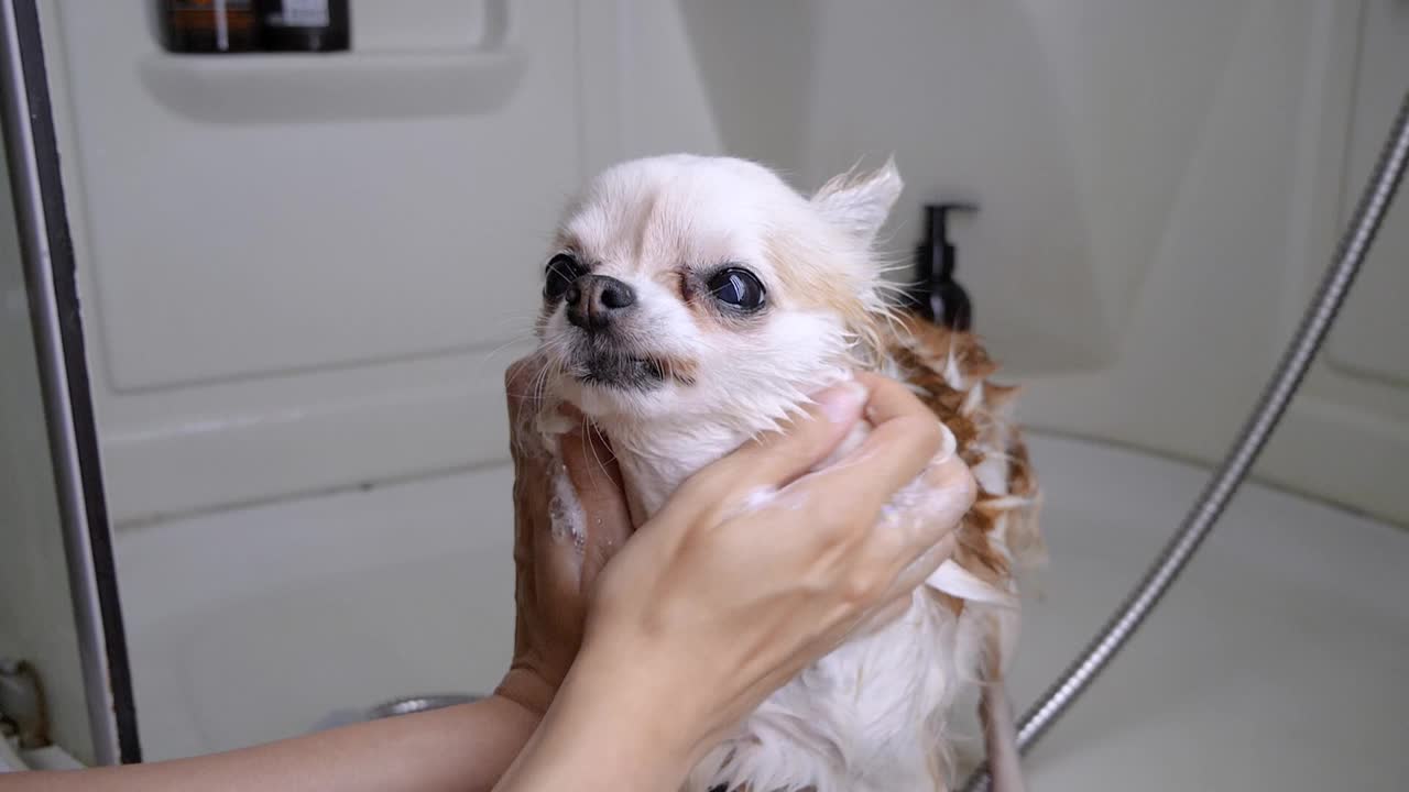 在淋浴中用跳蚤洗发精给狗洗澡。慢动作视频素材