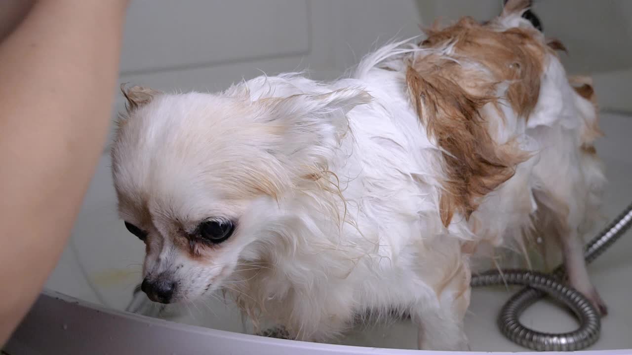 主人遛完狗后在浴缸里给吉娃娃洗澡。慢动作视频素材
