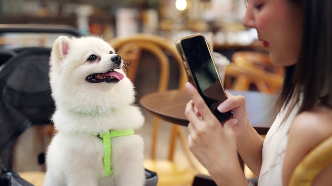 4K亚洲妇女使用手机拍摄她的博美犬在宠物友好咖啡馆。视频下载