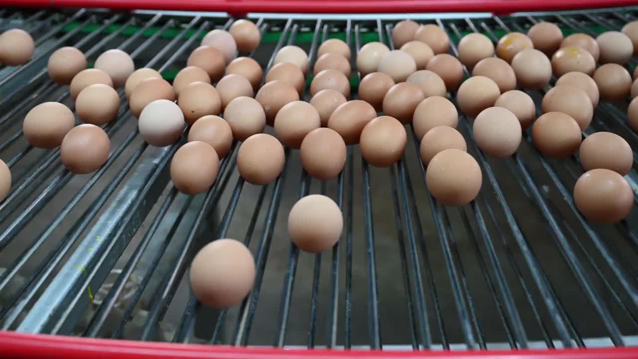 现代智能鸡蛋生产线视频素材