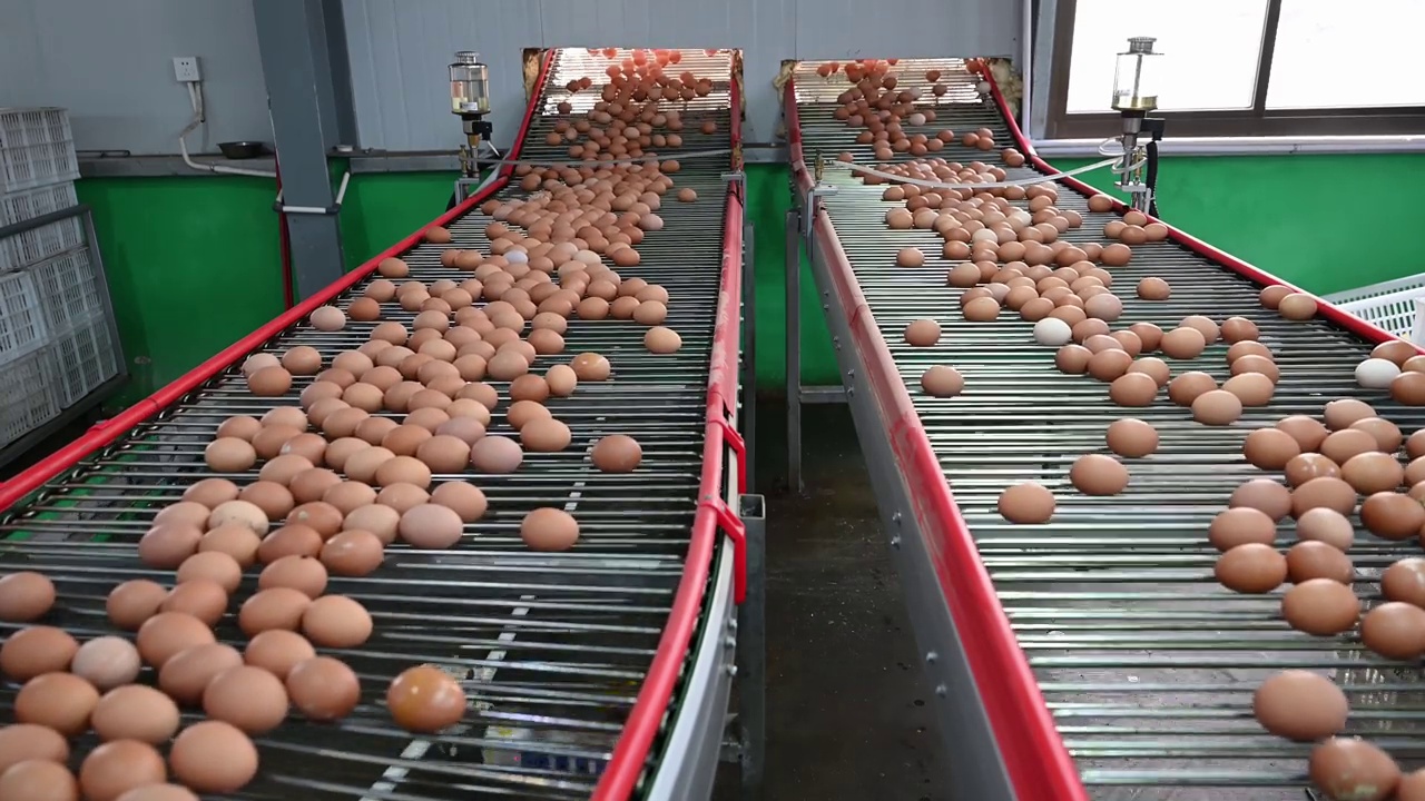 现代智能农业产蛋生产线视频下载