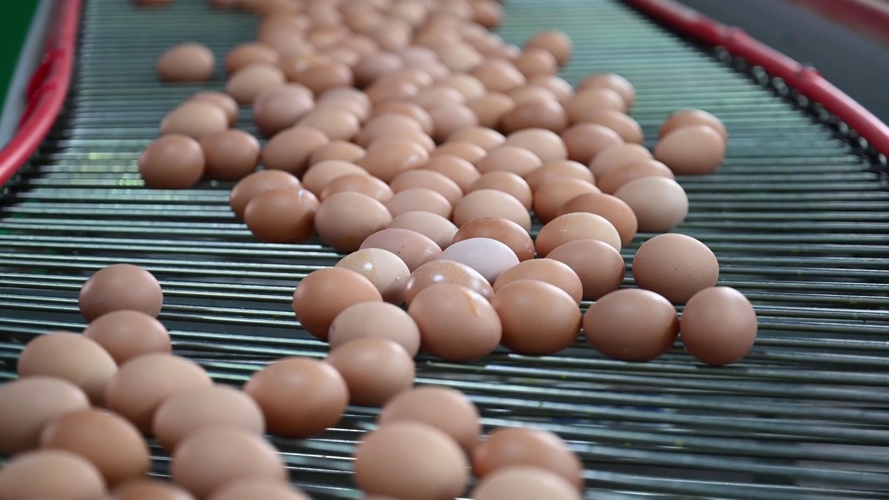 现代智能农业产蛋生产线视频素材