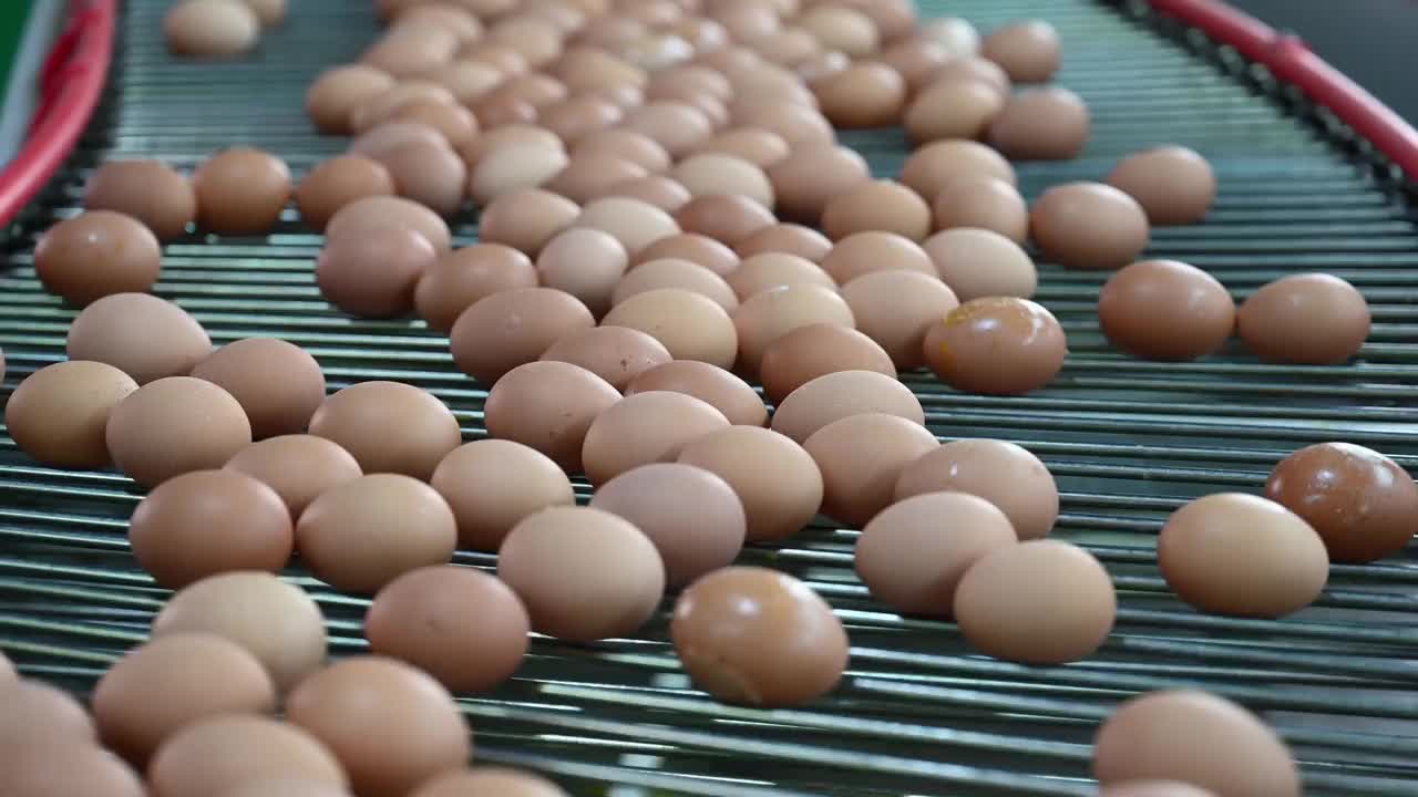 自动化产蛋视频素材