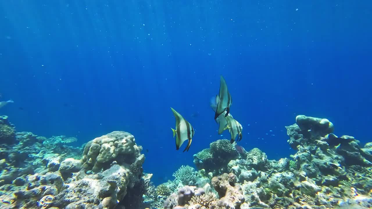 长鳍梭鱼游过珊瑚礁视频素材