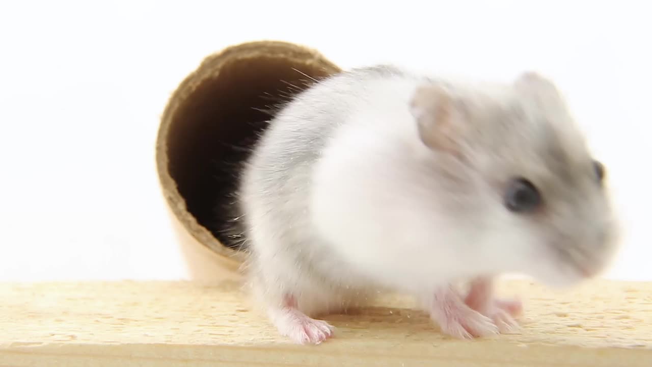 雷和白仓鼠从硬纸板隧道里出来。口鼻的宠物视频素材