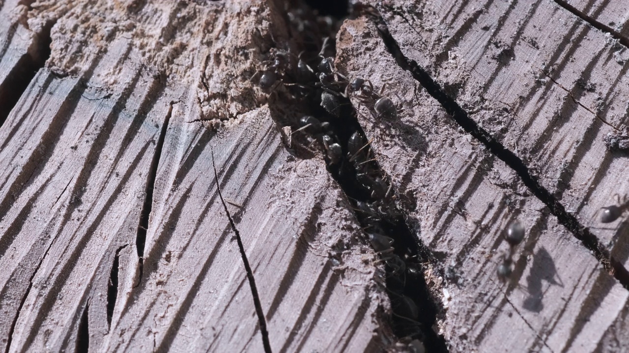 树桩上有许多蚂蚁视频下载