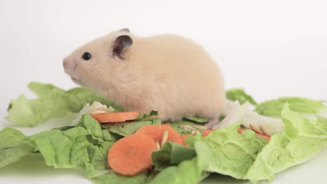 棕色仓鼠在浅色背景下吃胡萝卜视频素材