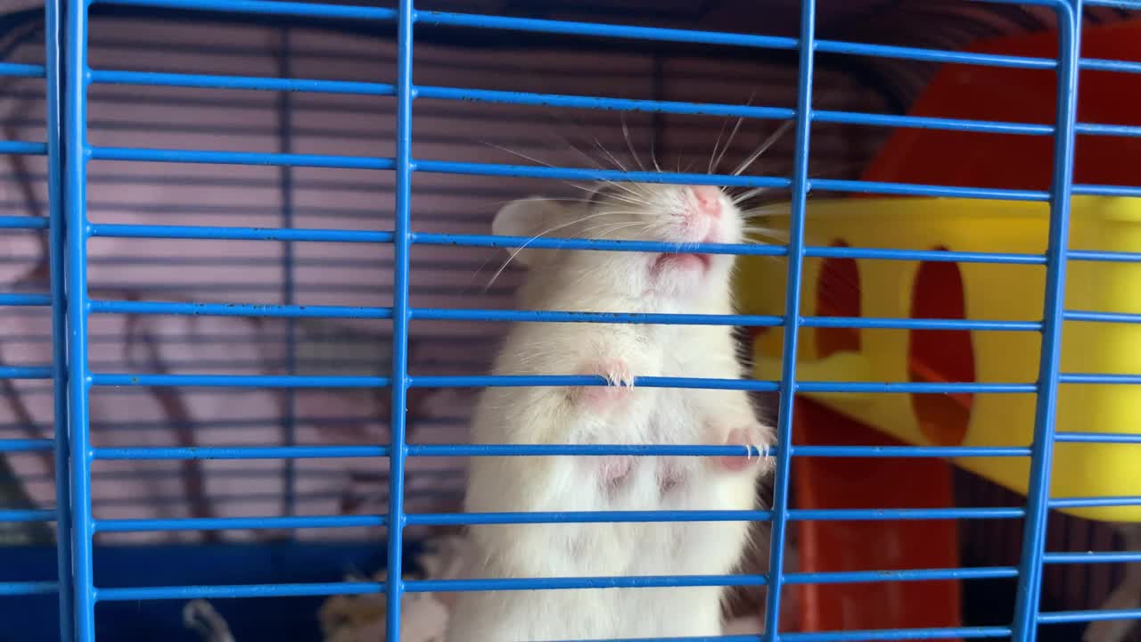 有趣的仓鼠，粉红色的鼻子和黑色的眼睛啃他的笼子，近距离视频素材