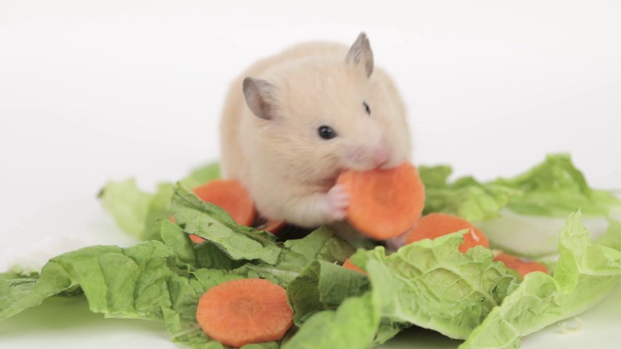 棕色仓鼠在浅色背景下吃胡萝卜视频素材